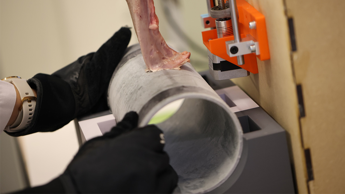 A pig's tongue stuck to a lamppost in a laboratory. A pig's tongue stuck to a lamppost in a laboratory.